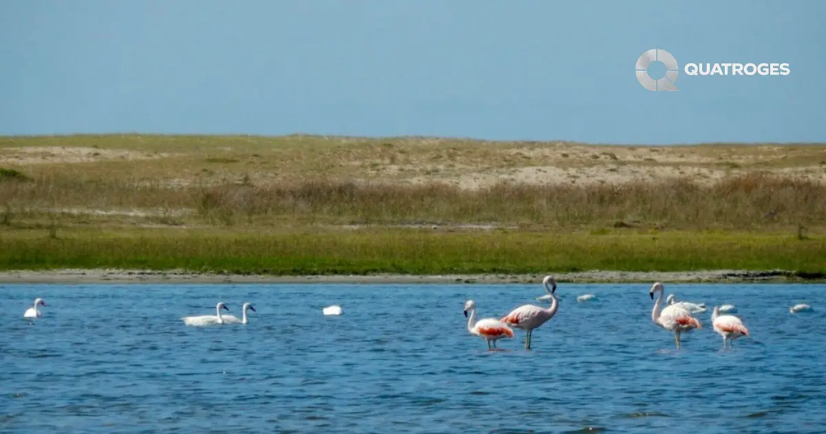 Aeropuerto en Rocha: el proyecto avanza entre promesa turística y alerta ambiental