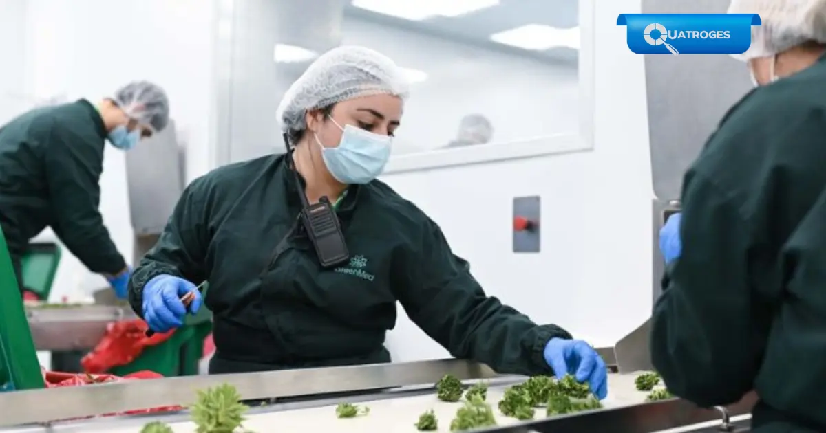 Uruguay mostró a Brasil una industria de cannabis medicinal basada en ciencia, calidad y desarrollo nacional