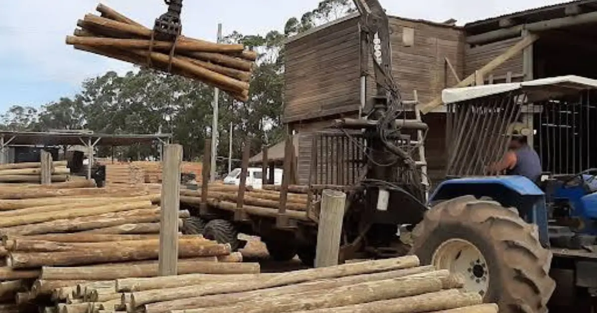 Gobierno revierte flexibilización forestal de Lacalle Pou y devuelve el análisis ambiental al centro