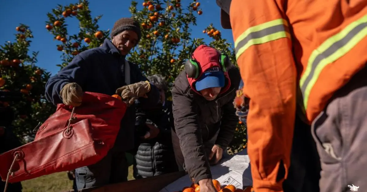 Citrícolas: terminó la zafra y reclaman seis meses de seguro